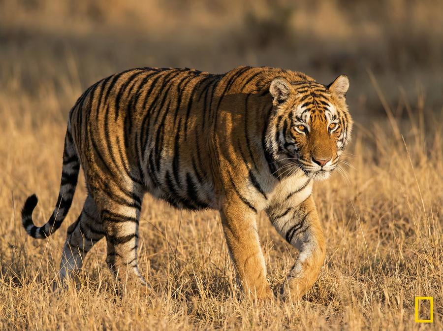 抖阴老虎视频教程 孟加拉虎丛林追踪写真